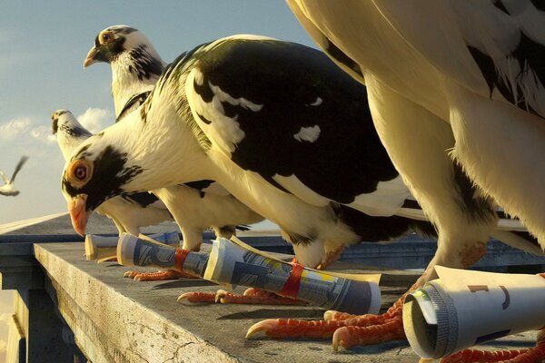 A beautiful bird pigeon is getting ready to fly