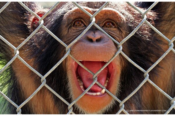 Smiling macaque behind the reserve net