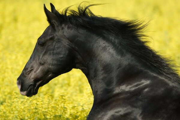 Stallone nero che corre sul campo giallo