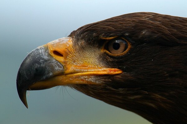 Eagle s head with a powerful beak, macro photo