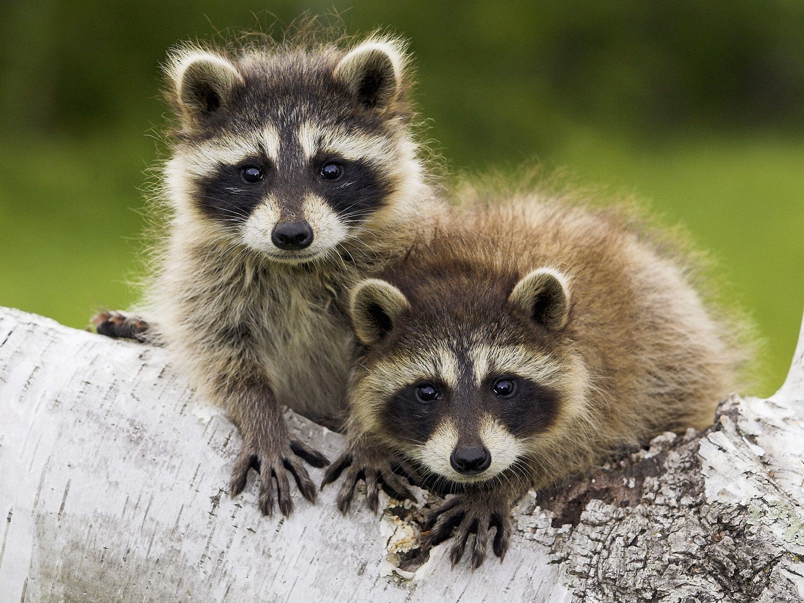 mapaches niños árbol