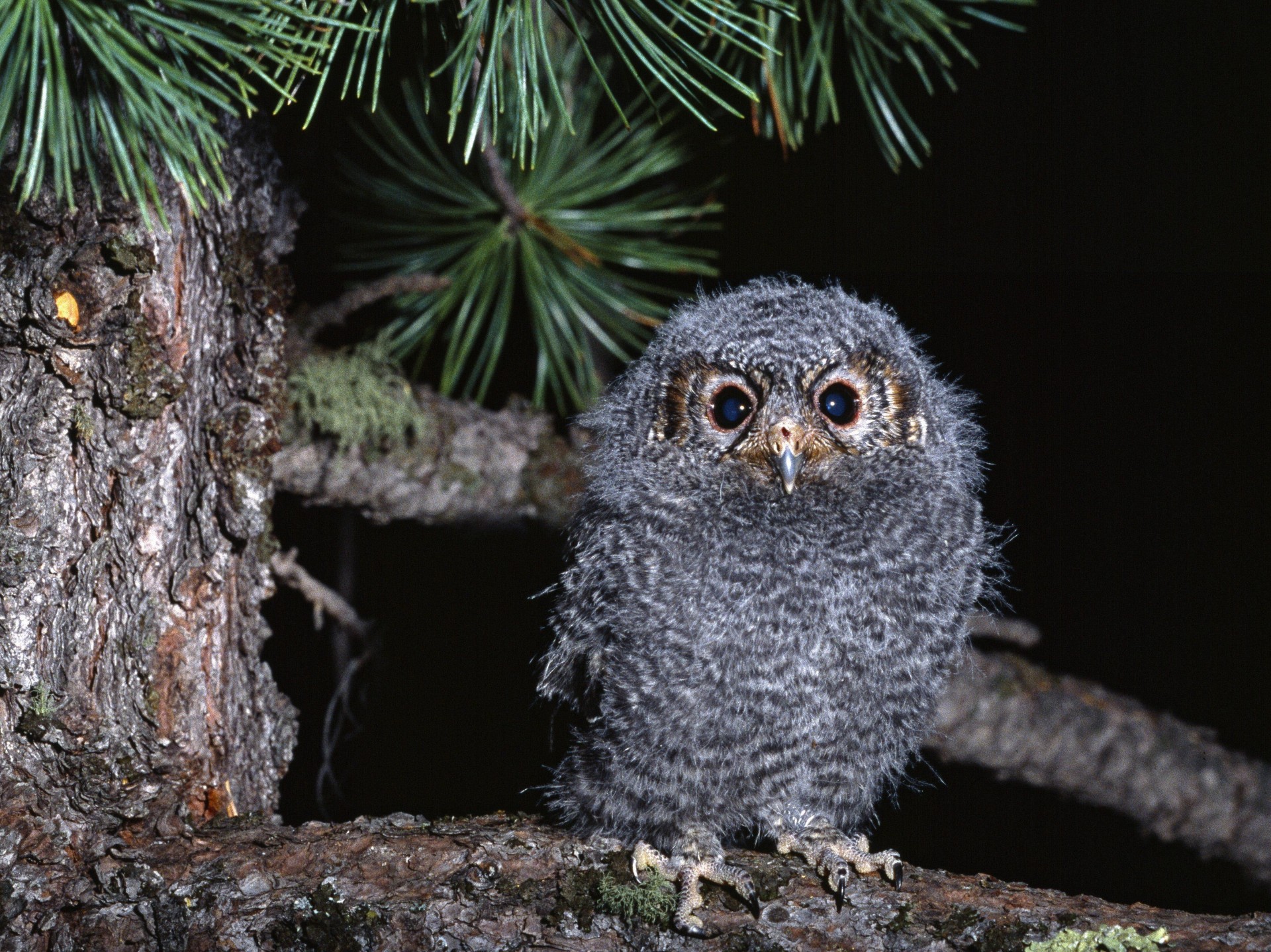 owl chick branch