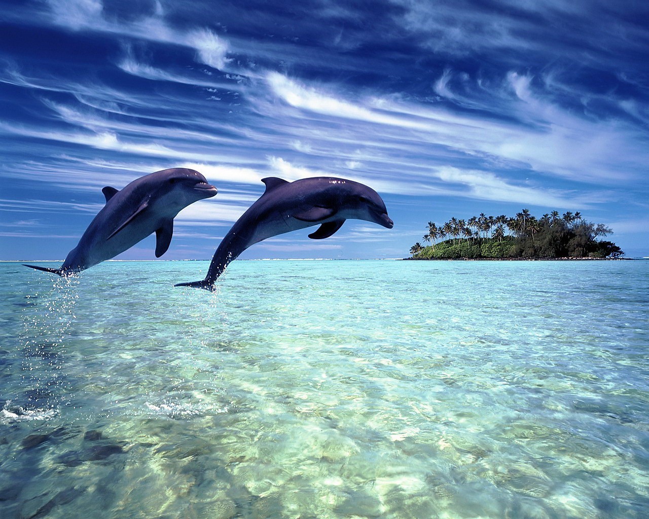 dolphins tropics island