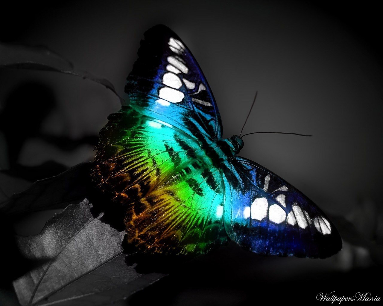 schmetterling farbe spektrum