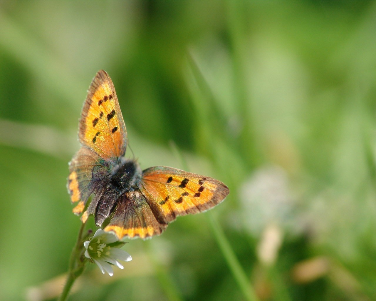 schmetterling blume blatt