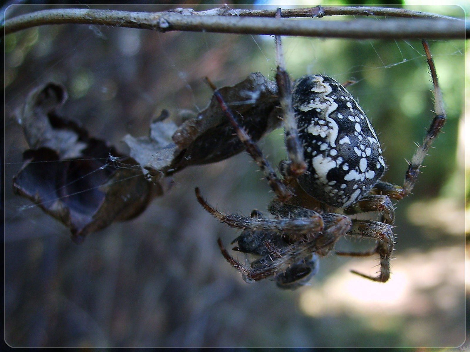 pider branches web