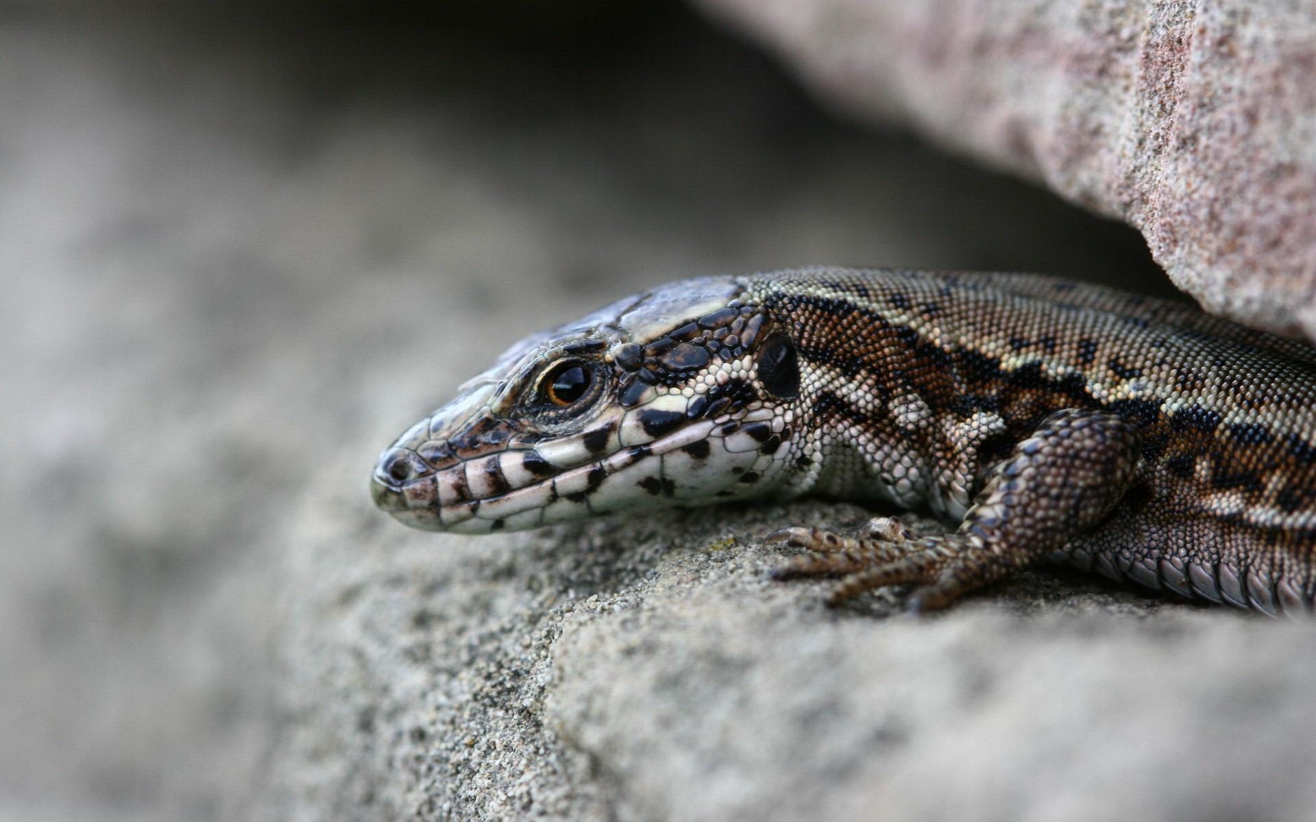 lézard pierres crevasse