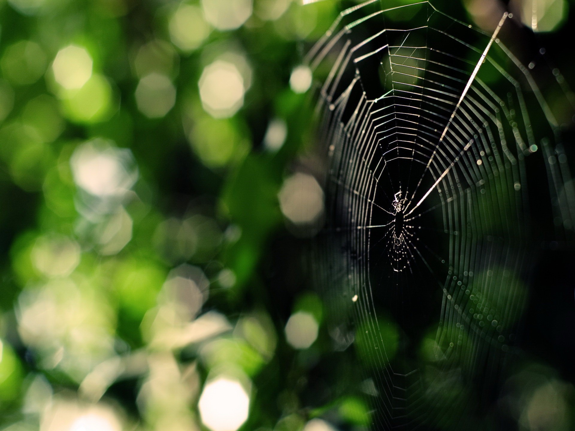 spinne spinnennetz grün