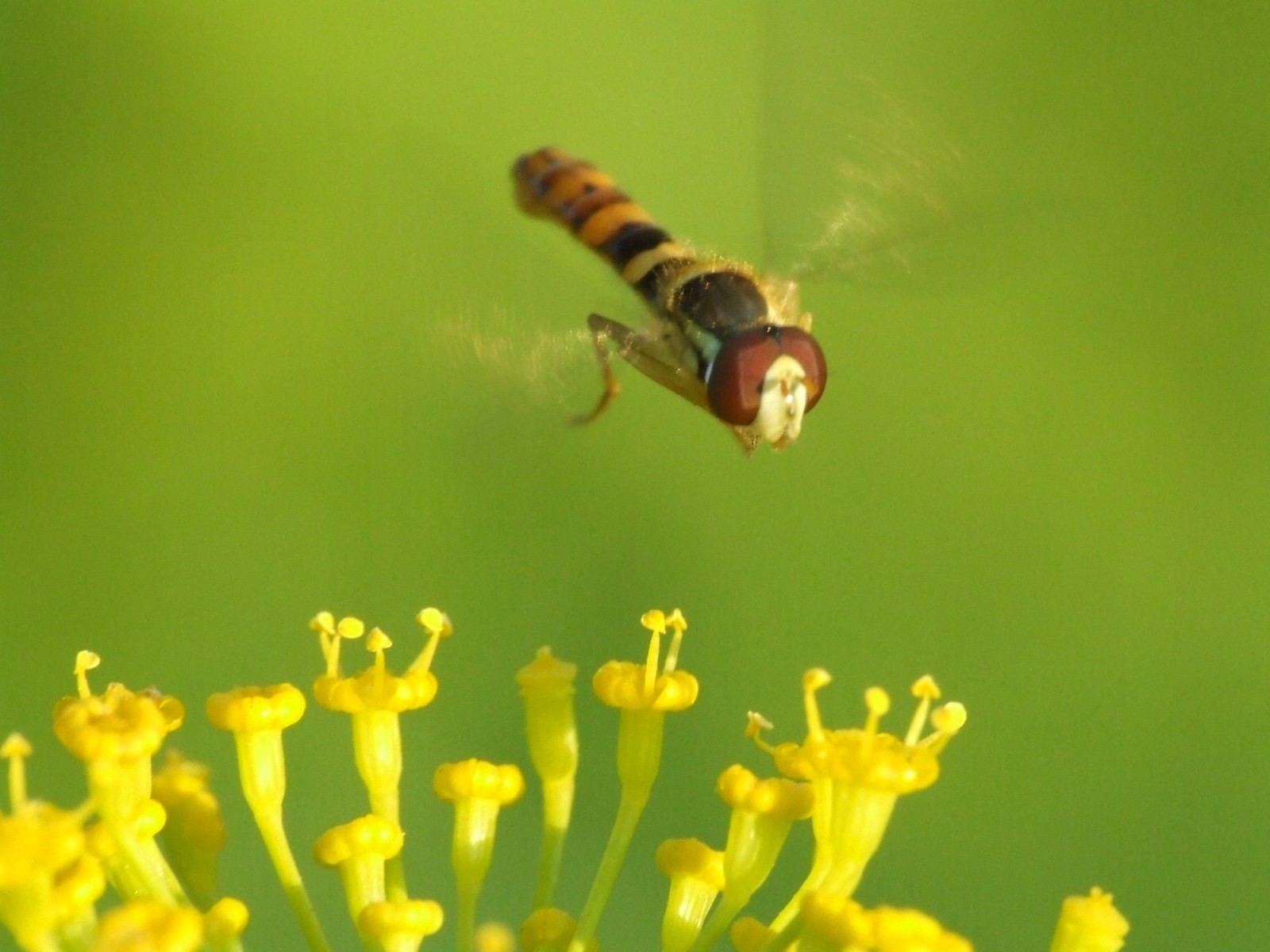 flower green fly