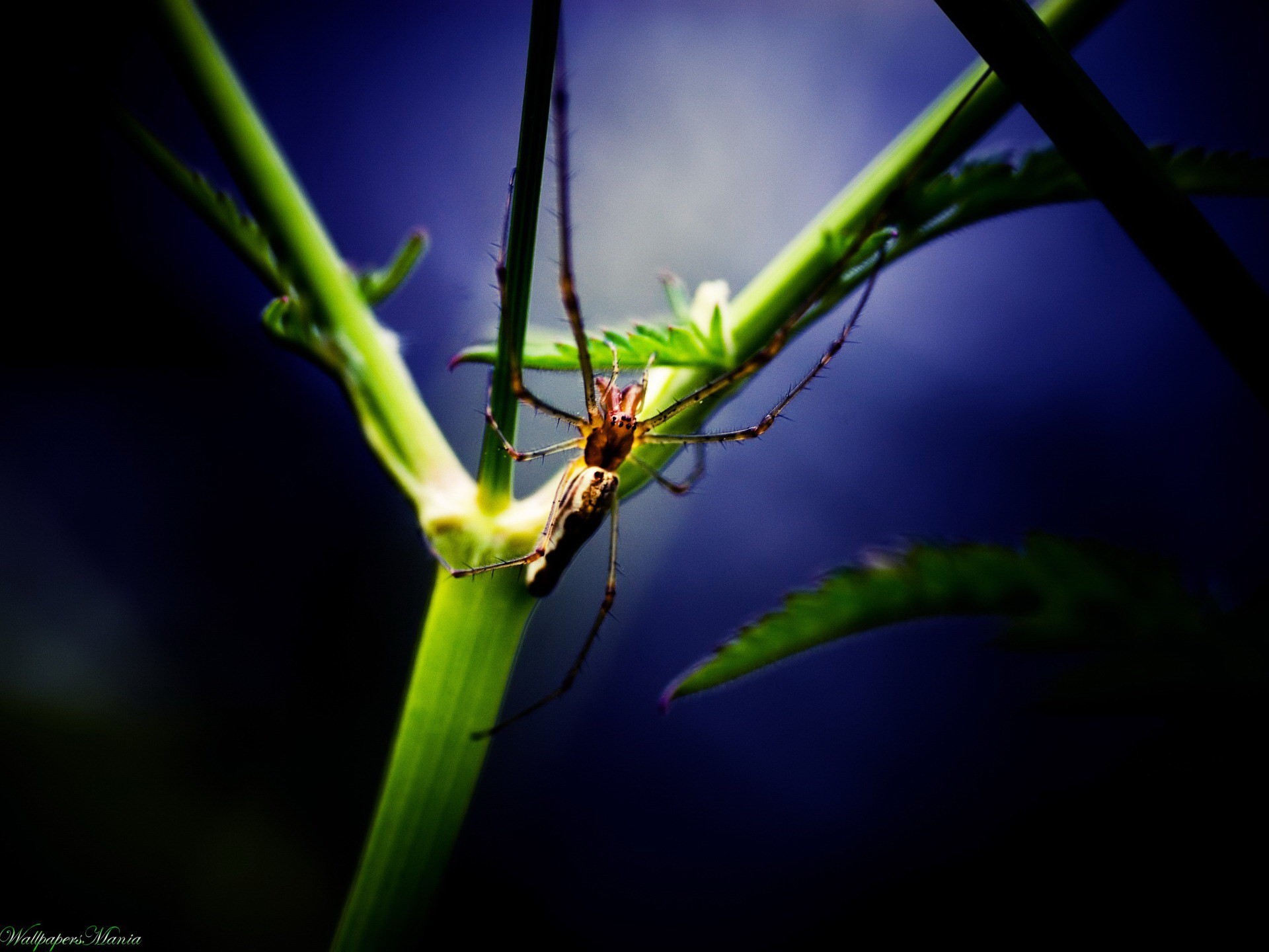 araignée plante feuille