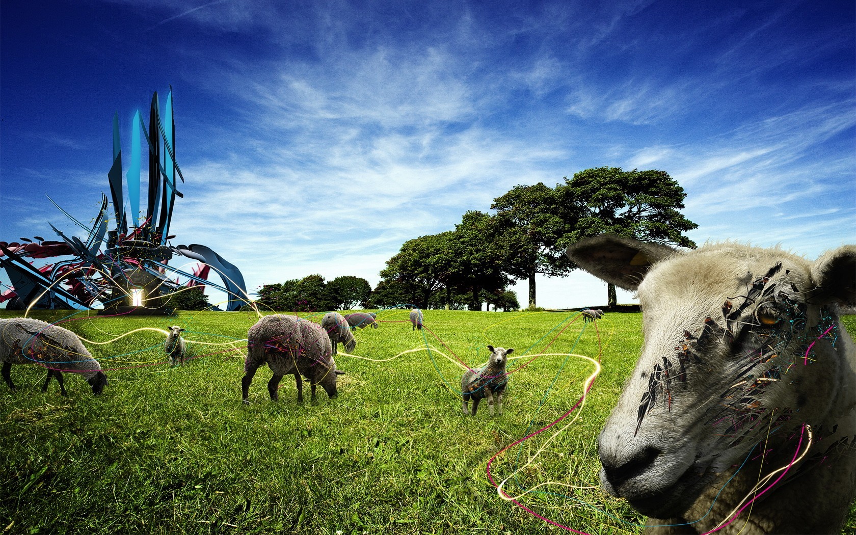 moutons traitement clairière