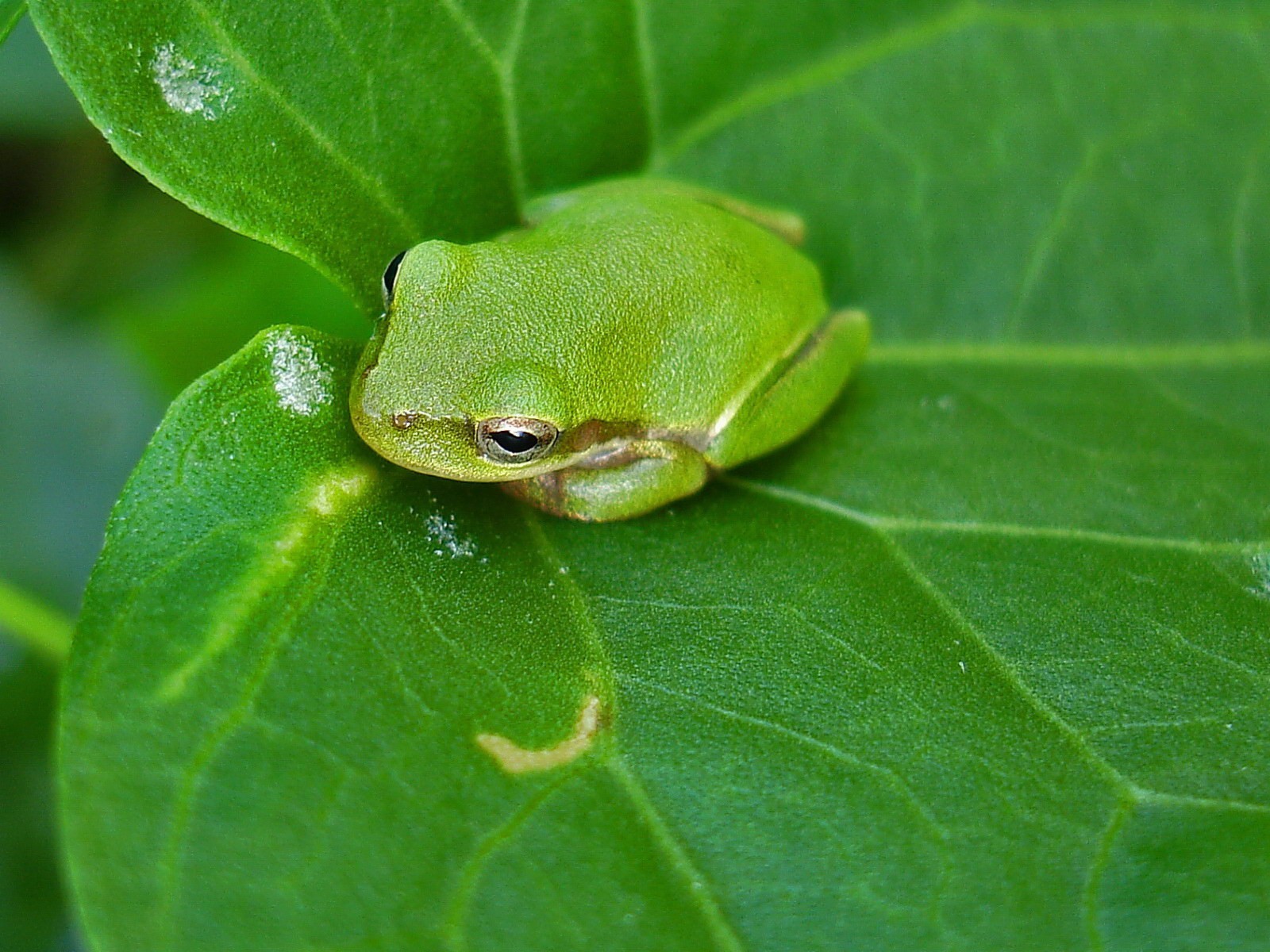 frosch blatt grün