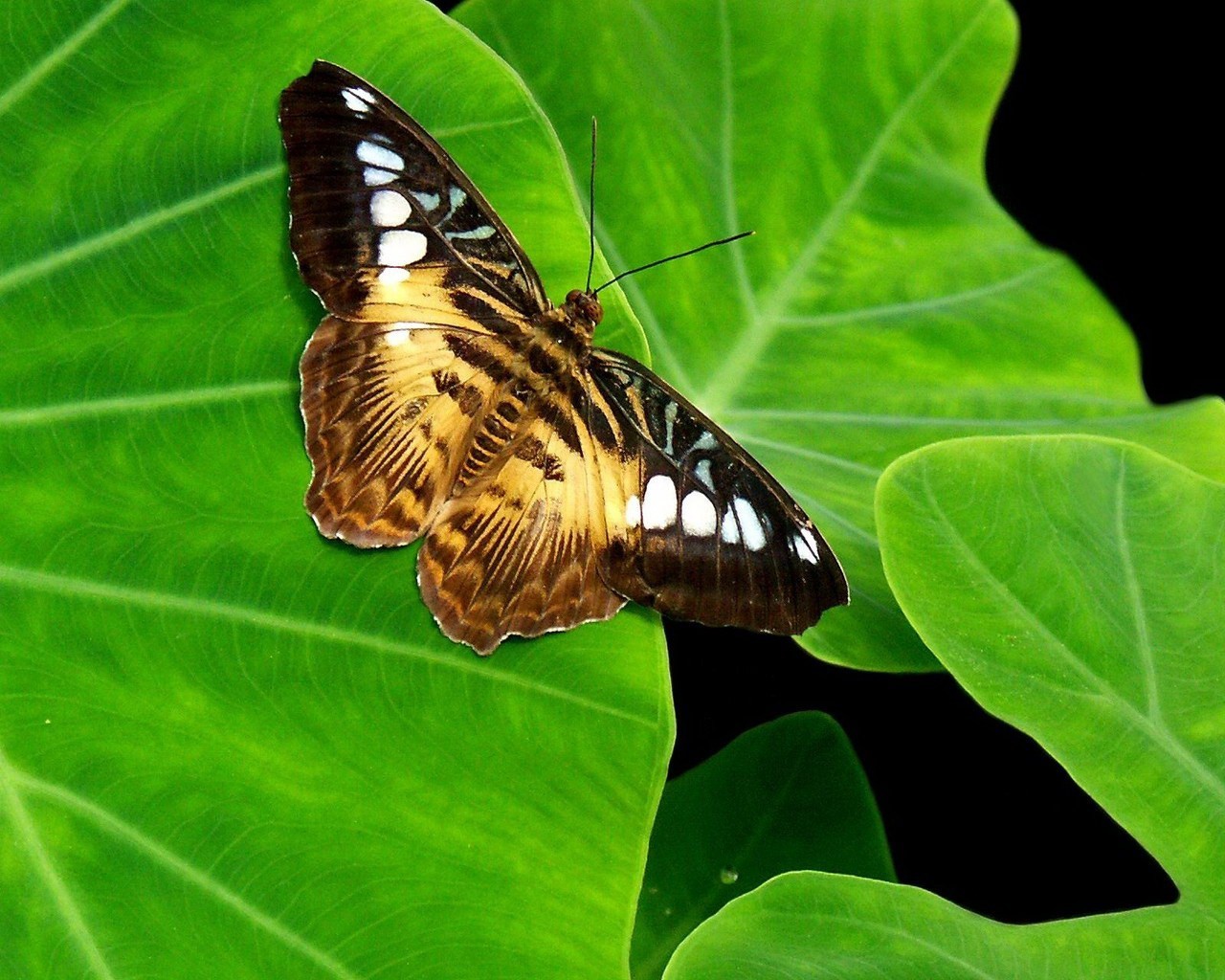 butterfly sheet green