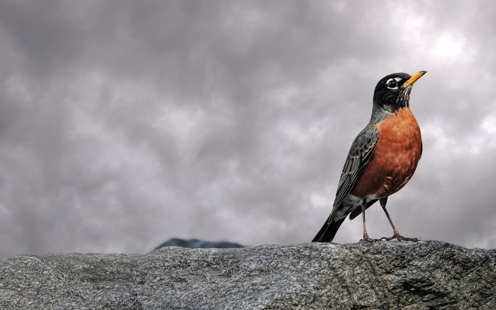 uccello pietra nuvole