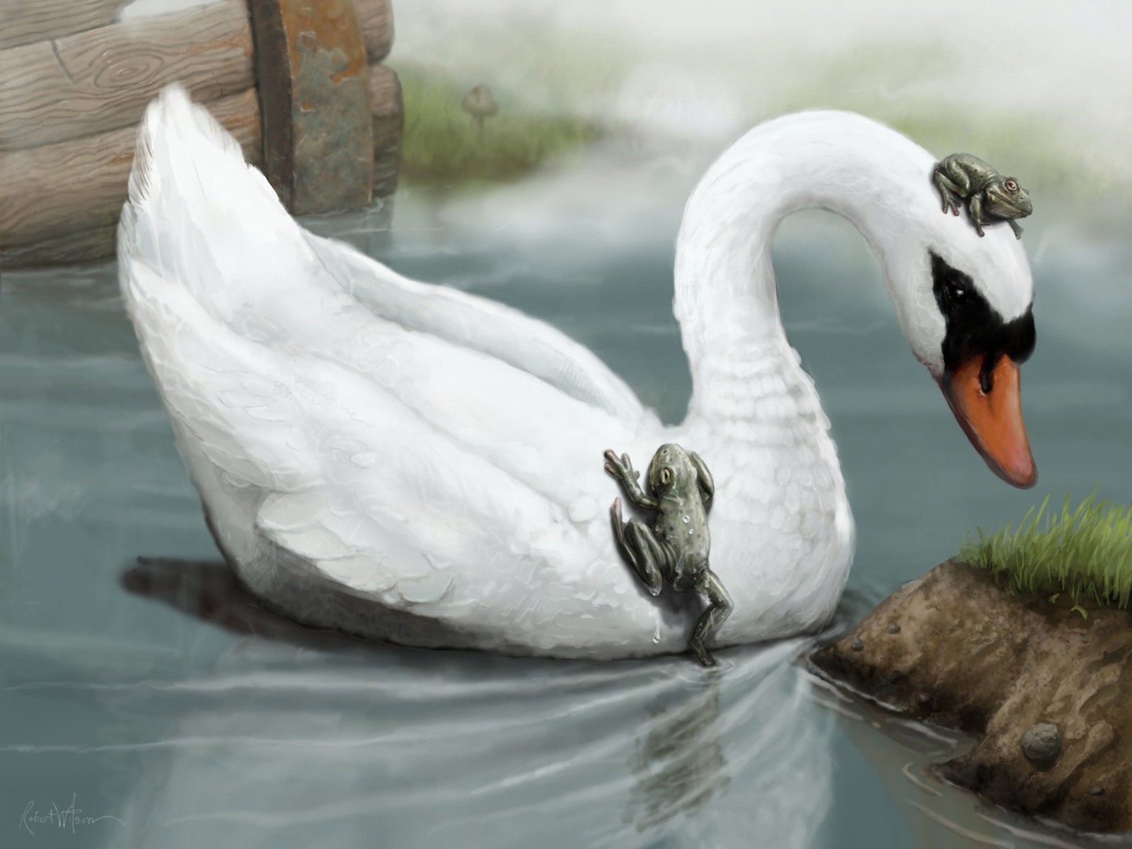 cisne ranas dibujo