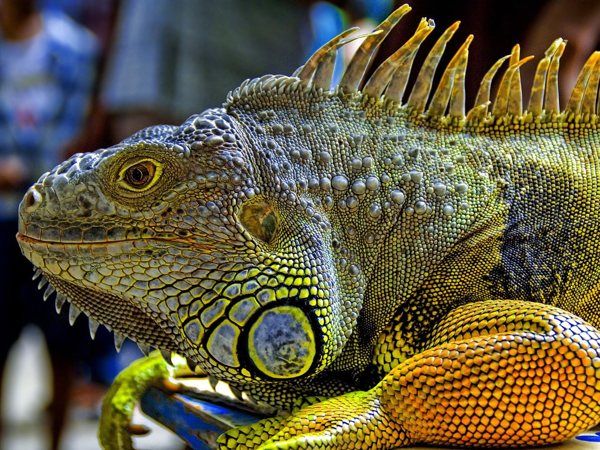 iguana pelle drago