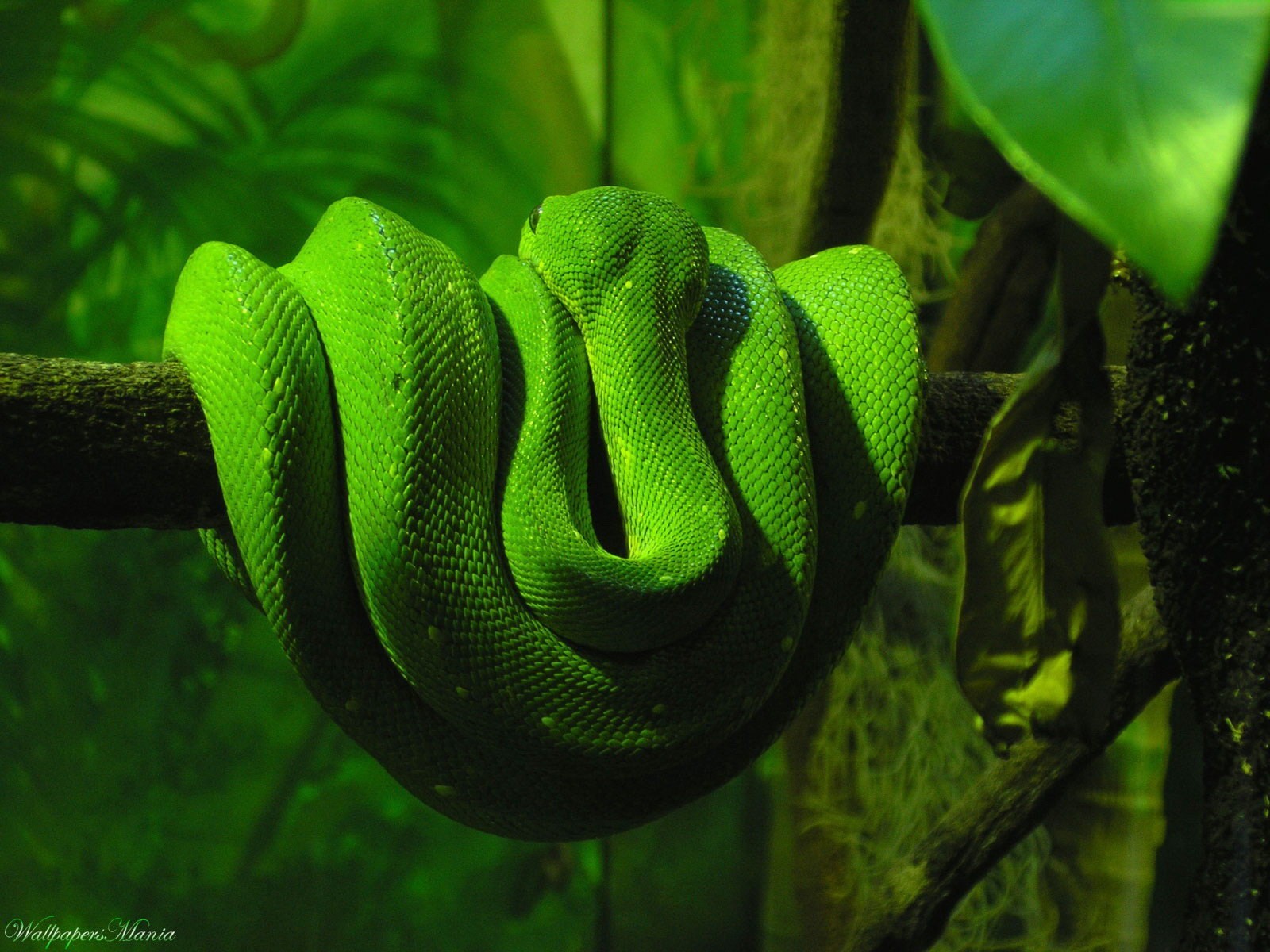 serpents verdure arbre serpent