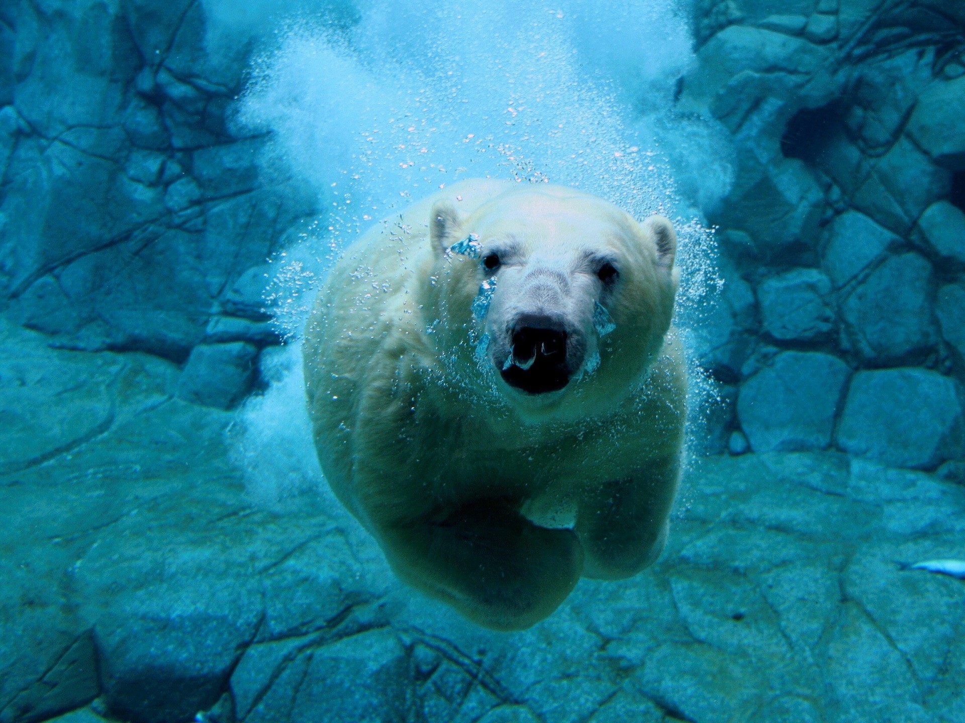 bear under water