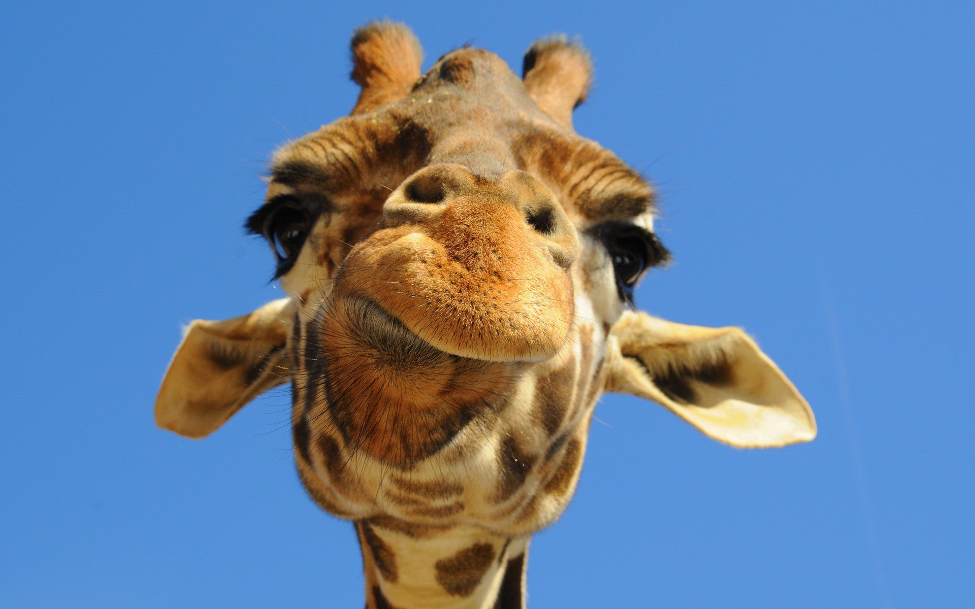 giraffe face sky