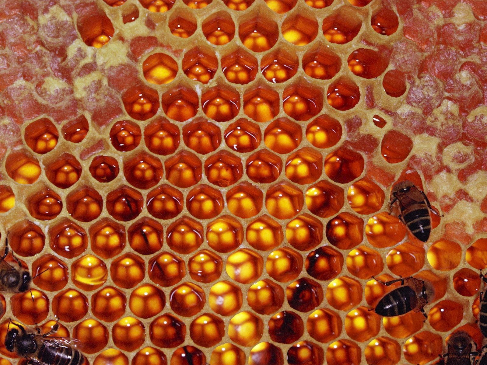 of the cell bees honey