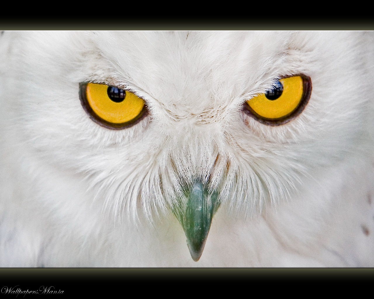 owl view beak