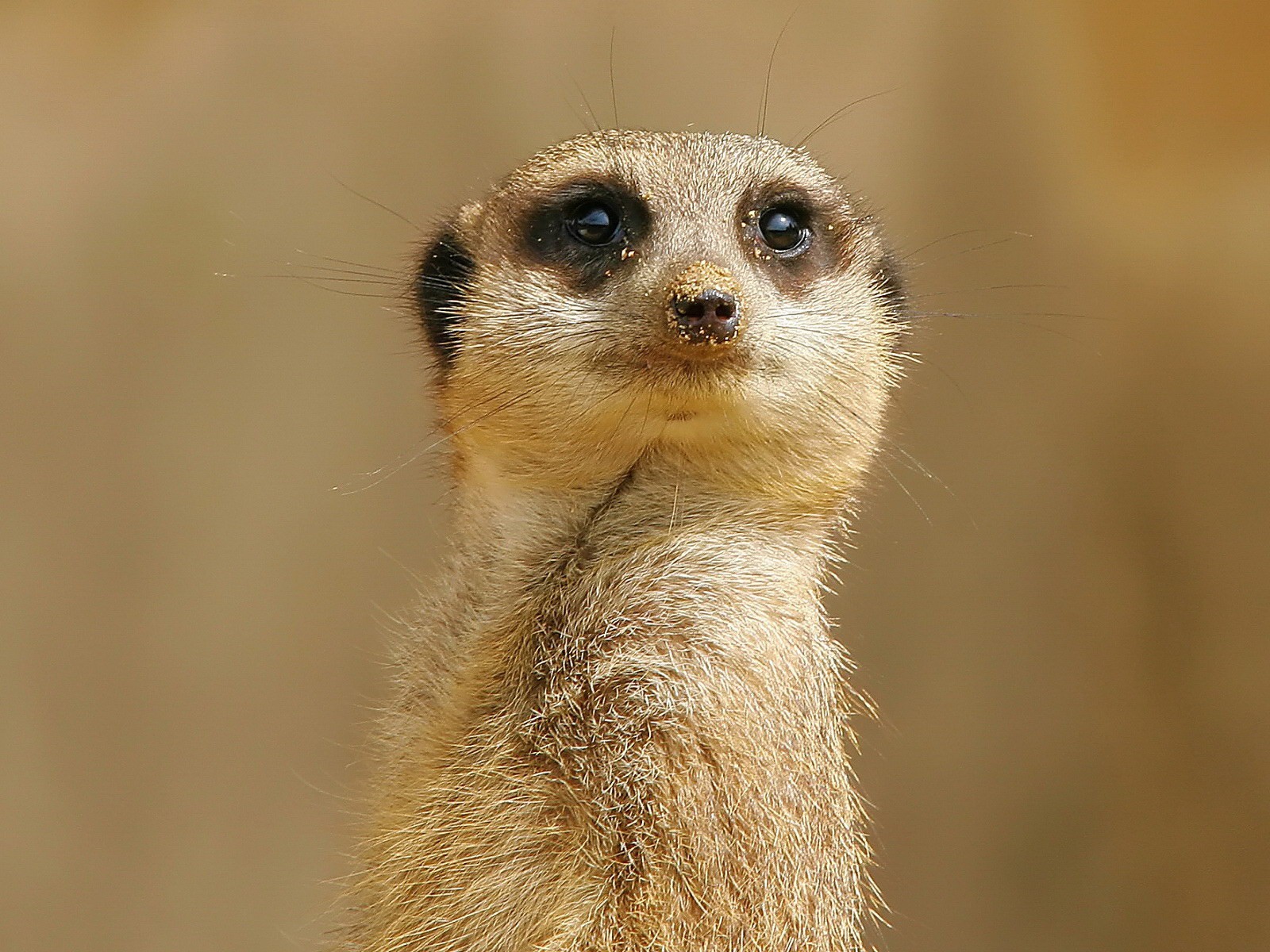 meerkat vista sabbia