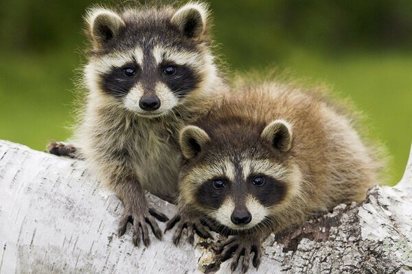 Raccoons pose on a tree