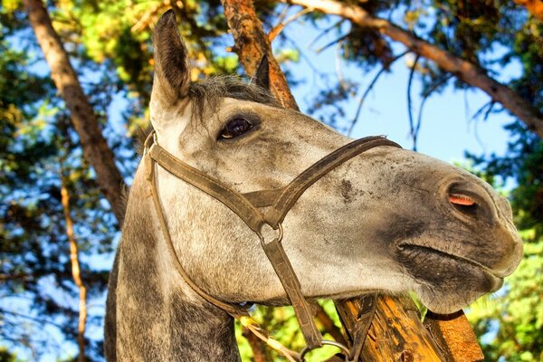 Caballo contra el follaje y el árbol