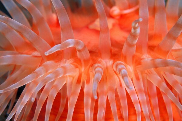 Anemone luminoso primo piano