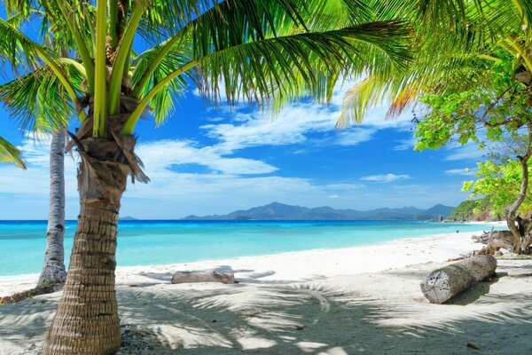 Palm trees on white sand in summer