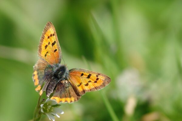 An orange butterfly sits on a flower