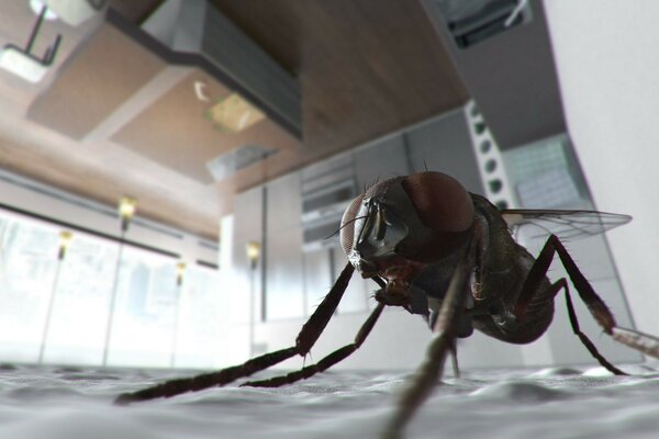 Une mouche agrandie se trouve sur le plafond de la cuisine