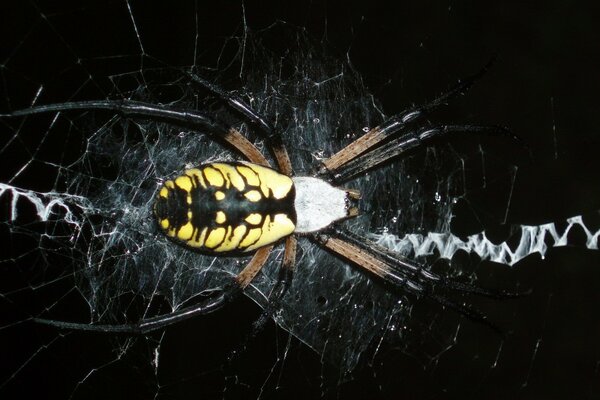 Gelbe Spinne auf schwarzem Hintergrund