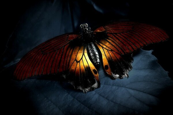 African butterfly on a large leaf