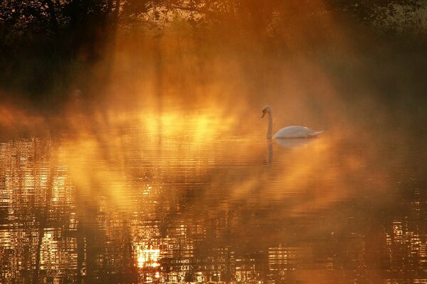 Early morning - a lonely swan