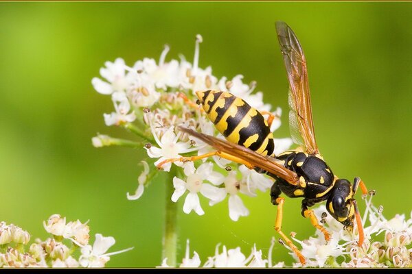 L abeille ouvrière a volé sur la fleur