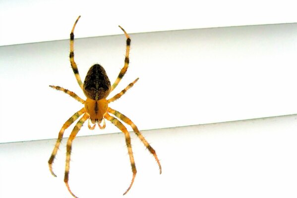 A venomous spider with long legs