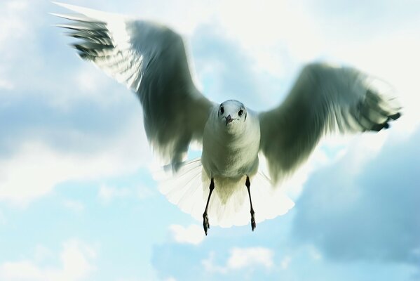 A seagull in flight in the blue sky