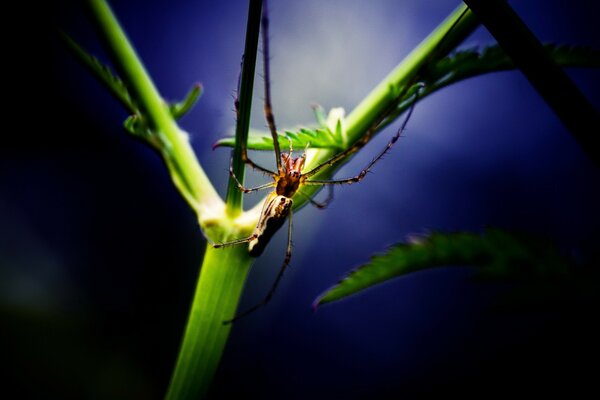 A large spider is sitting on a plant