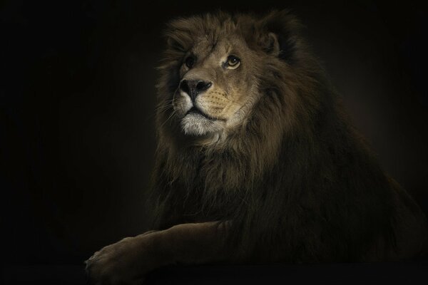 Der König der Tiere ist ein Löwe im Dunkeln