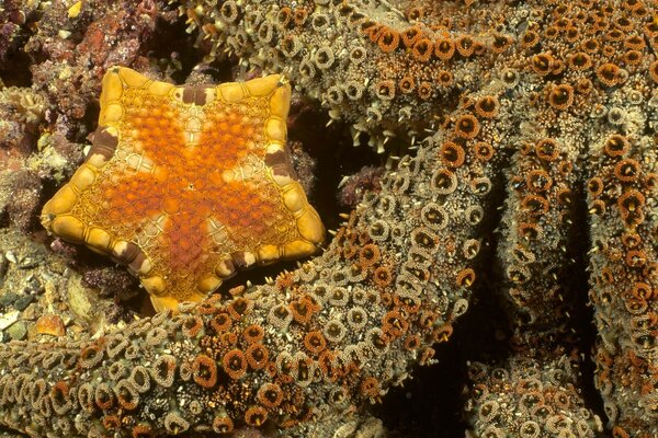 Estrella de mar amarilla y tentáculos