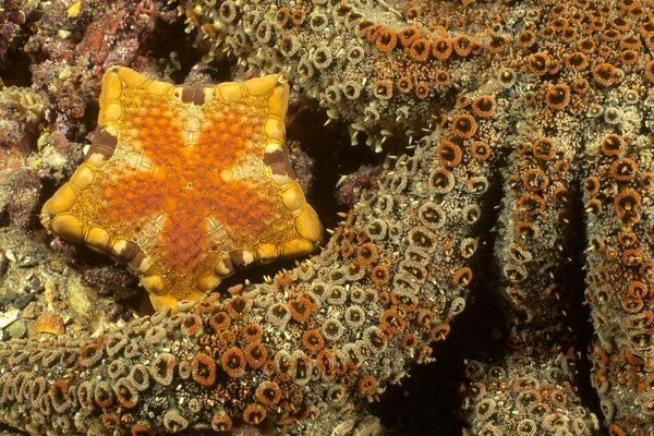 Étoile de mer jaune et tentacules