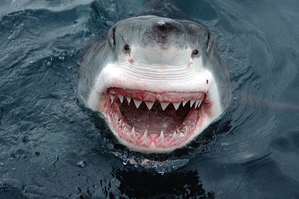 Shark s mouth peeks out of the water