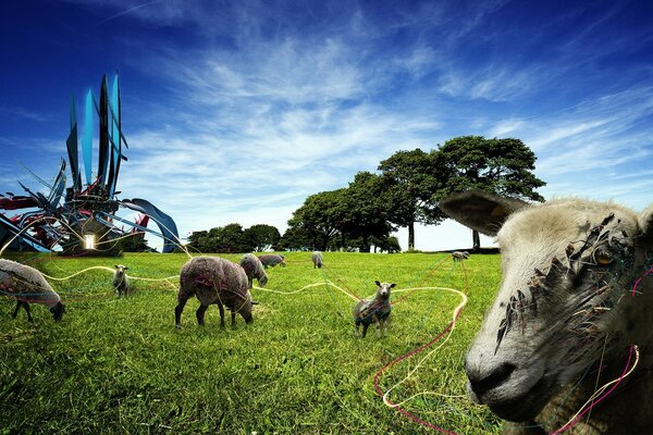 Moutons en cicatrices sur l herbe juteuse