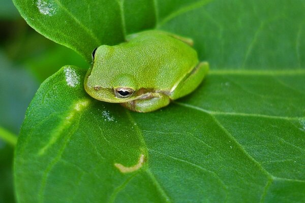 Лягушка на листе в зеленом цвете