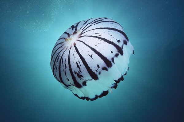 Jellyfish swims in the middle of the sea