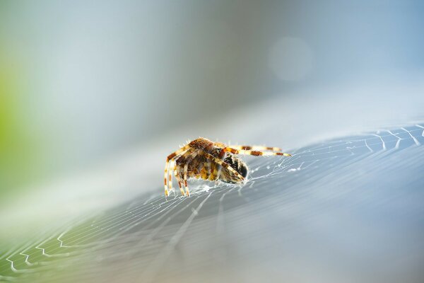 Spiders in a spider web in bright light