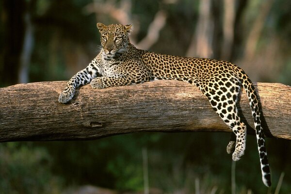 Ein Leopard liegt auf einem Baum ruht