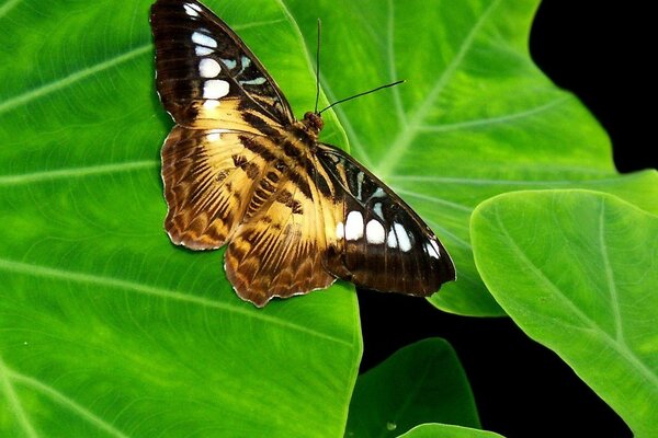 La mariposa general se sienta en grandes hojas verdes