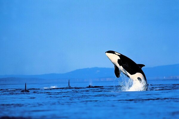 Killer whale over the blue waters of the ocean